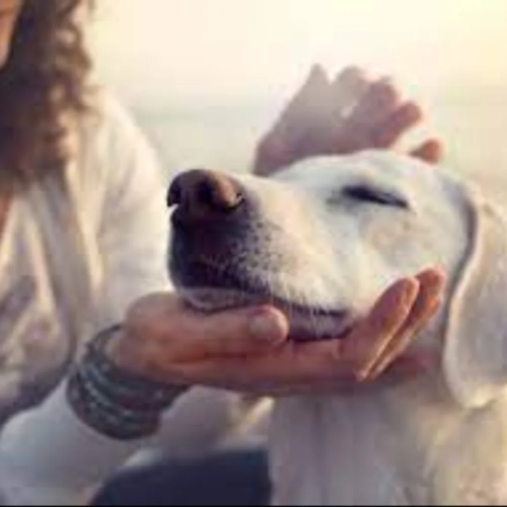 Victoria's Dog Grooming Secrets