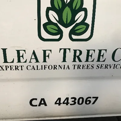 Big Leaf Tree Care