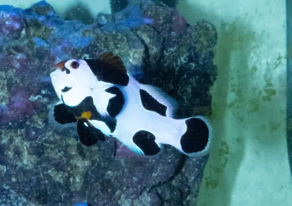 Just keep swimming