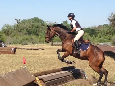 Beare Equestrian Services & Training