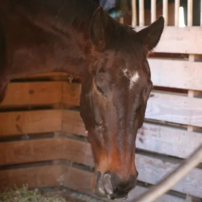 Thunderbay Riding Academy