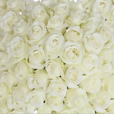 Get Married With Mary