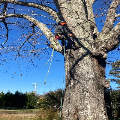 JG LANDSCAPING TREE SERVICES LLC