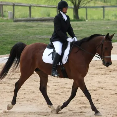 Windsong Arabians