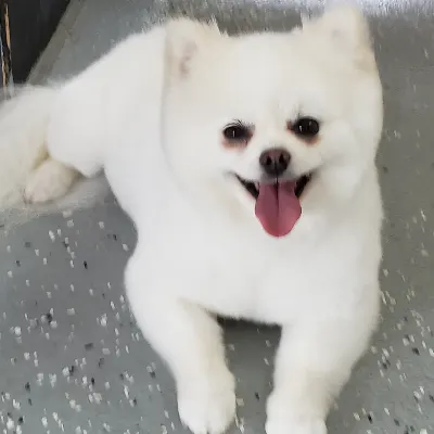 A Furry Affair Pet Salon