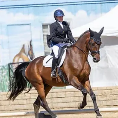 Phoenix Carver Dressage