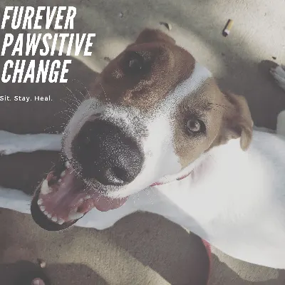 Furever Pawsitive Change