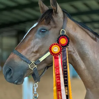 Longevity Equestrian Center