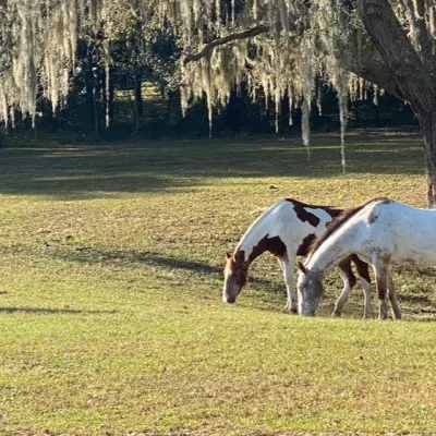 White Eagle Ranch LLC