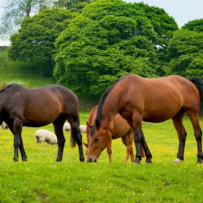 Burlington Equine Vet Services LLC