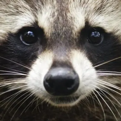 Raccoon Computer Systems