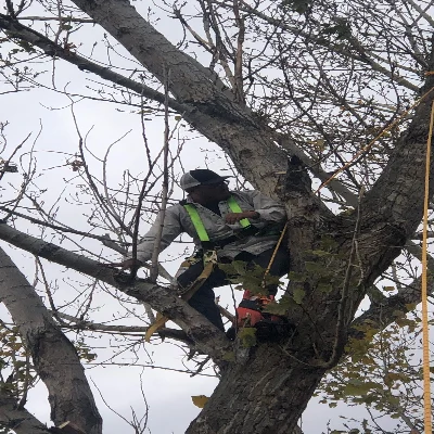Rolling Rocks Tree Removal