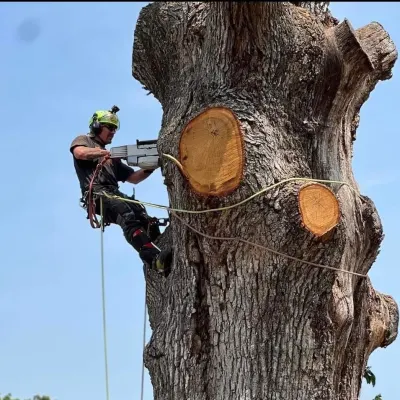 Hella Trees LLC