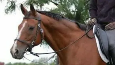 Inside Out Horse Training