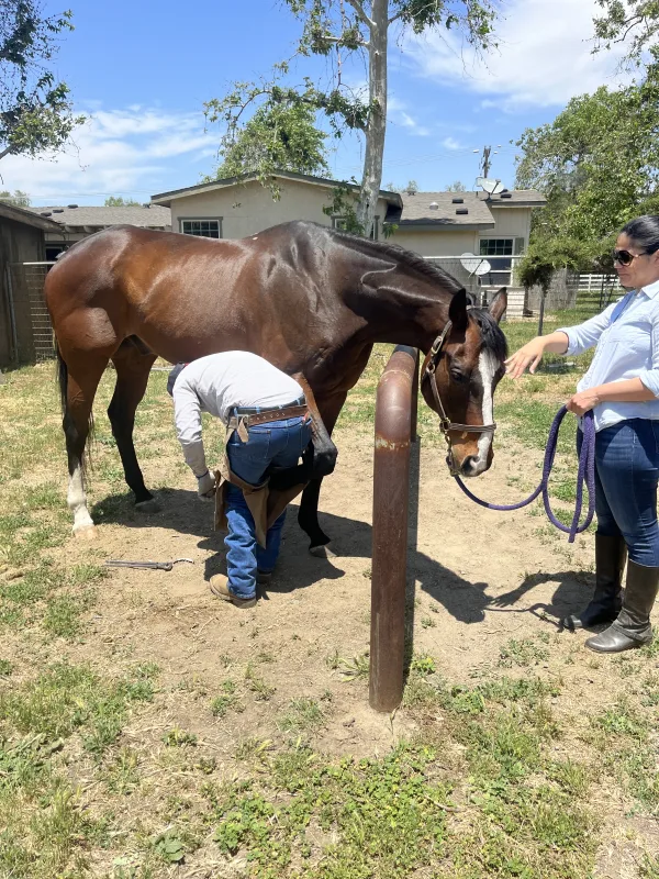 visit from the farrier