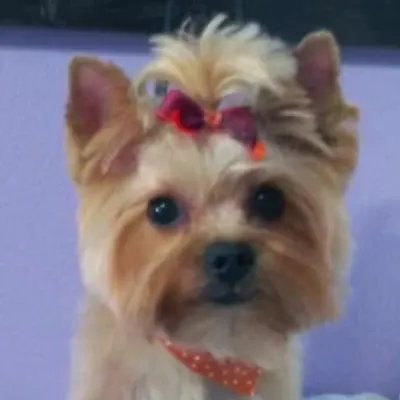 Ms Lisa’s Grooming