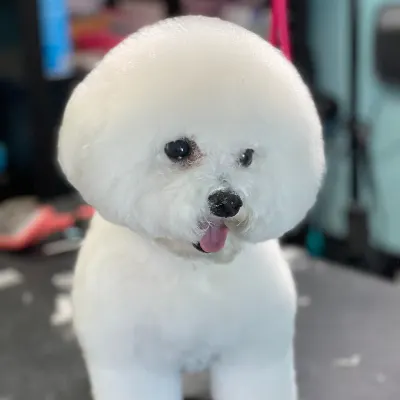 Clipper Ship Pet Grooming