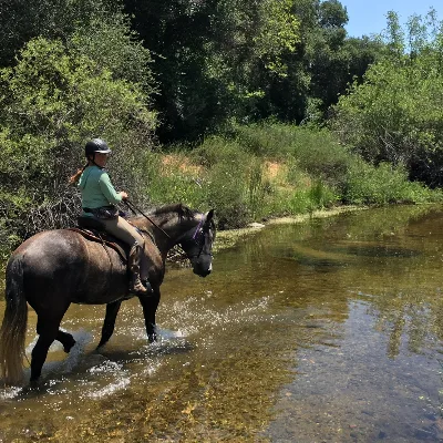 Speidel Equestrian Sports