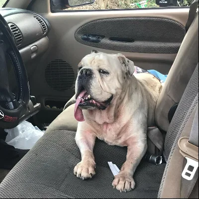Sheila's Sitting Service