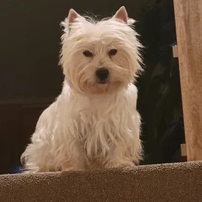 Newton Highlands Pet Grooming