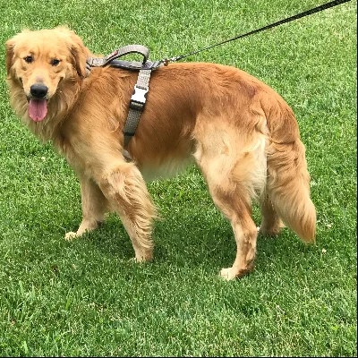 Wagging Tails Pet Sitting