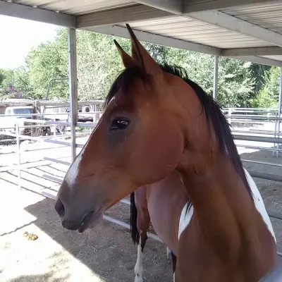 Albuquerque Equine Clinic