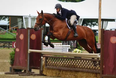 Grand Champion Show Stables
