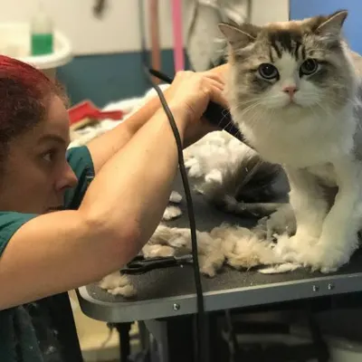 Terry's Grooming