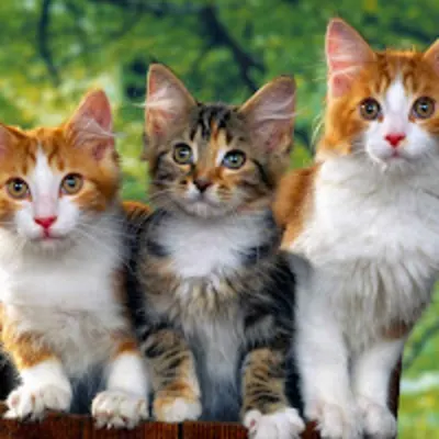 Hoof And Paw Veterinary Care LLC