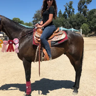 High Valley Horses