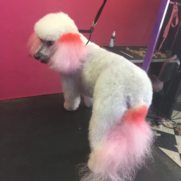 Desiree's pink poodle grooming sales
