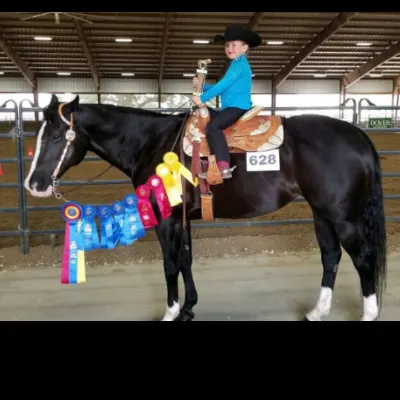 CM Horses