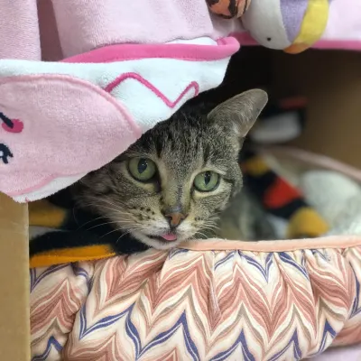 The Norman Cat Hospital
