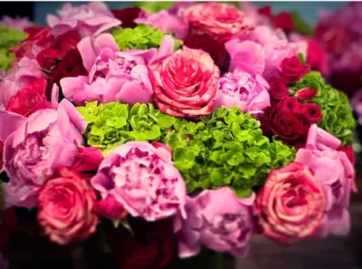 Rosa Rosa Flowers