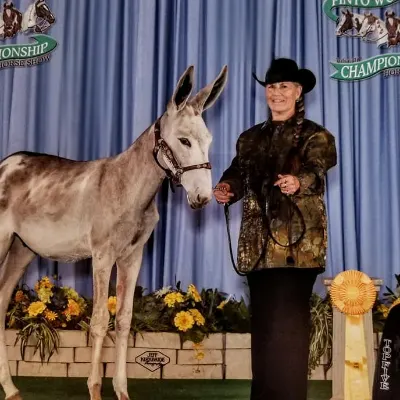 All Equine