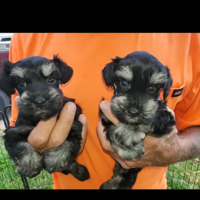 All 4 Pets Grooming Schnauzer And Yorkie Babies 4 Sale Call Dont Message Me Here.