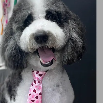 Luxury Paws And Claws Grooming