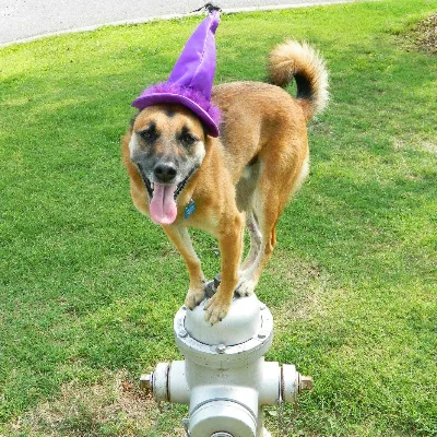 Atlanta Dog Wizard