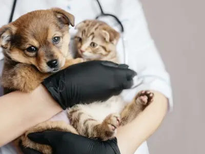 My Pet Hospital - Bird Rd