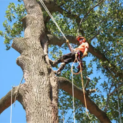 M.C. Professional Tree Service & Landscape