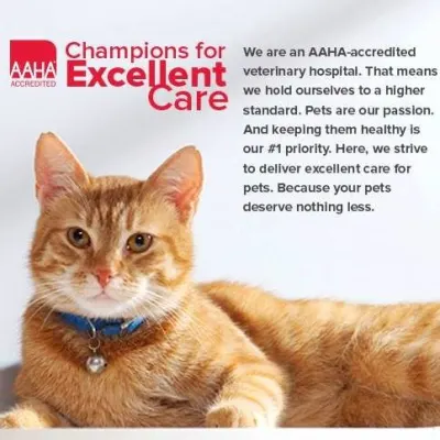 Cornerstone Animal Hospital