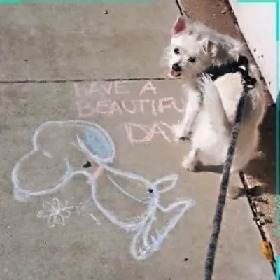 Peace Love And Paws Pet Services