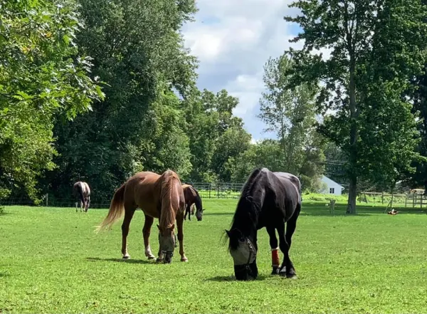 At the Farm