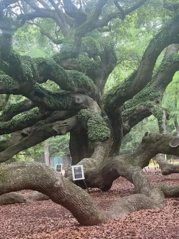 Tree service