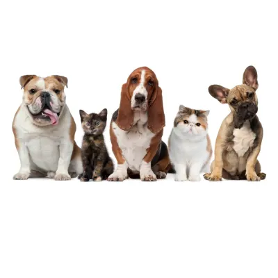 Harrison Street Animal Hospital