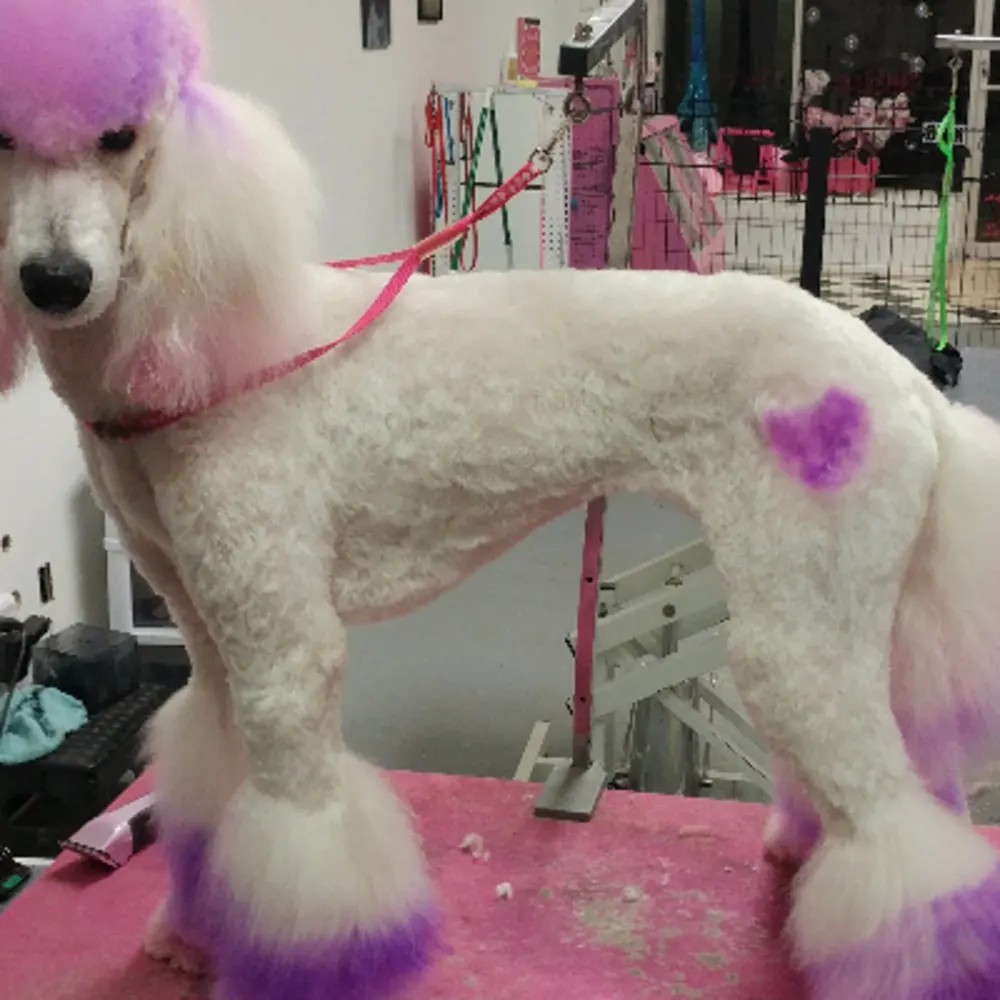 ShamPoochies Dog Grooming