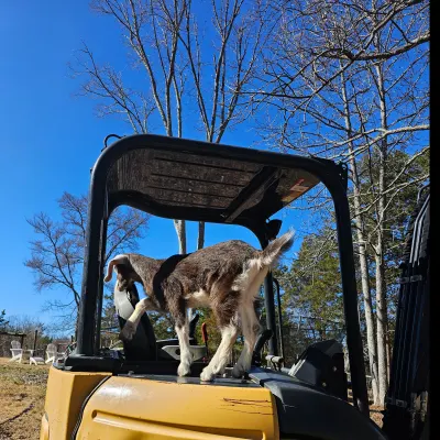 Frank's Excavation