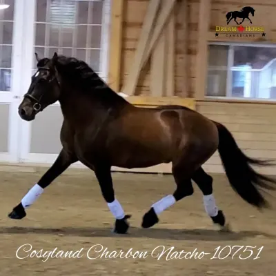 Dream Horse Canadians