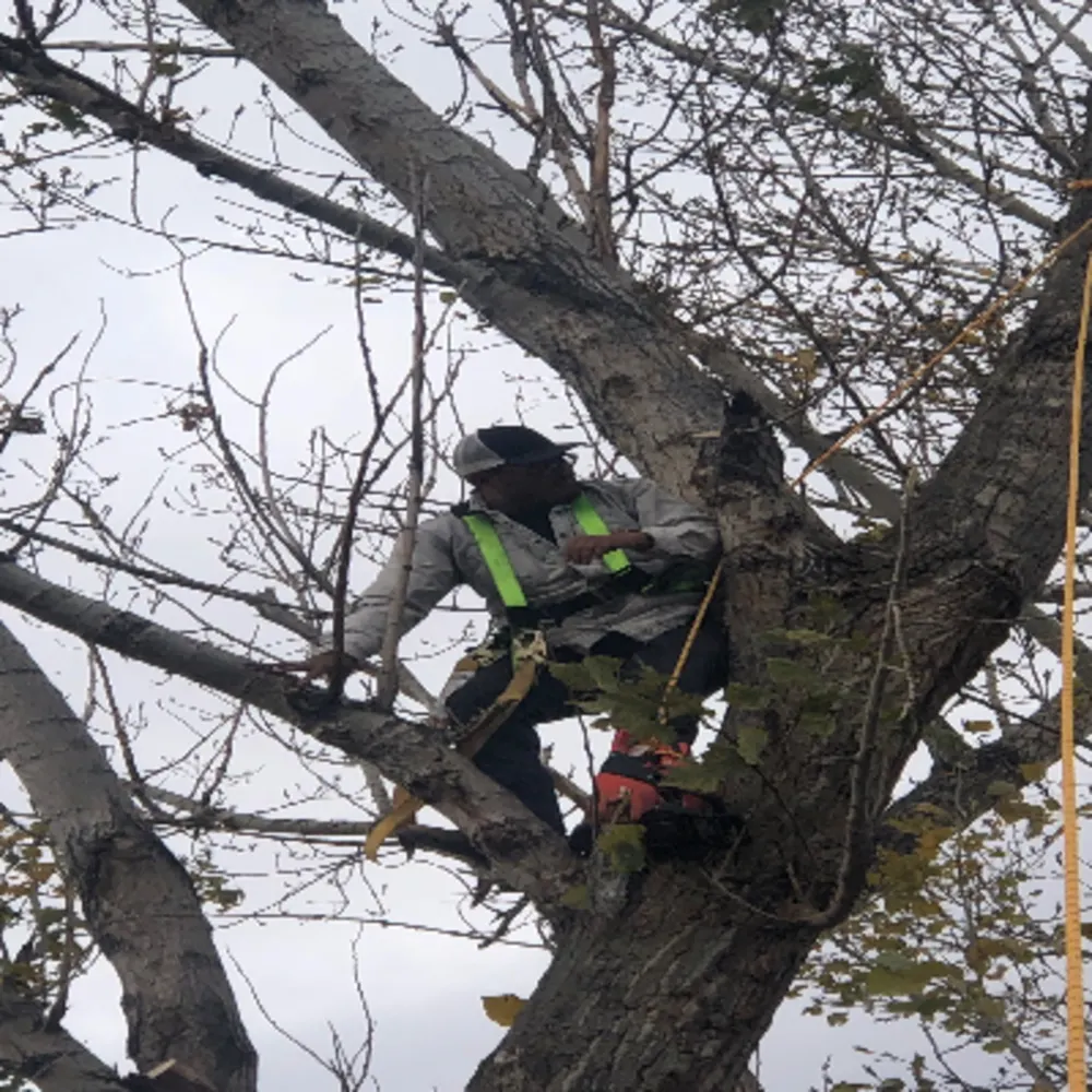Rolling Rocks Tree Removal