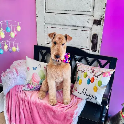 Kens K9s Dog Spa